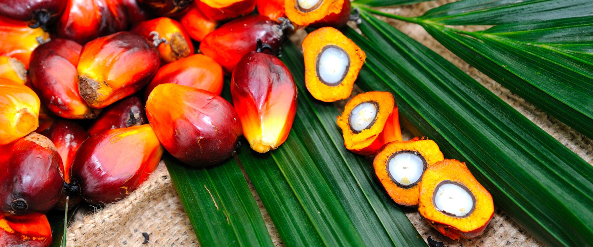 Other names for palm oil on labels