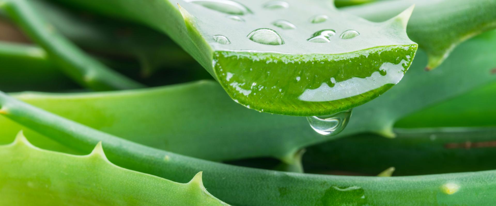 What are some benefits of applying Aloe vera? 1