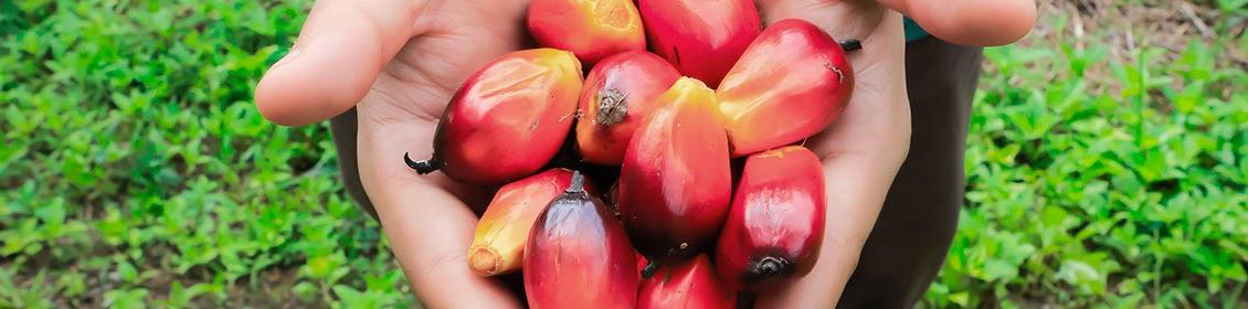 huile de palm