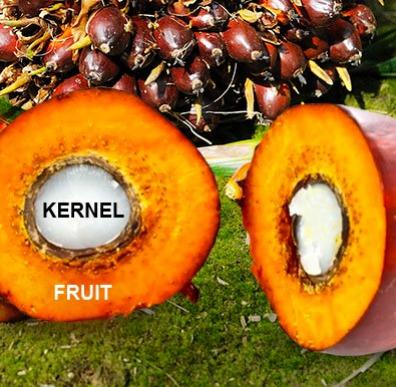 kernel